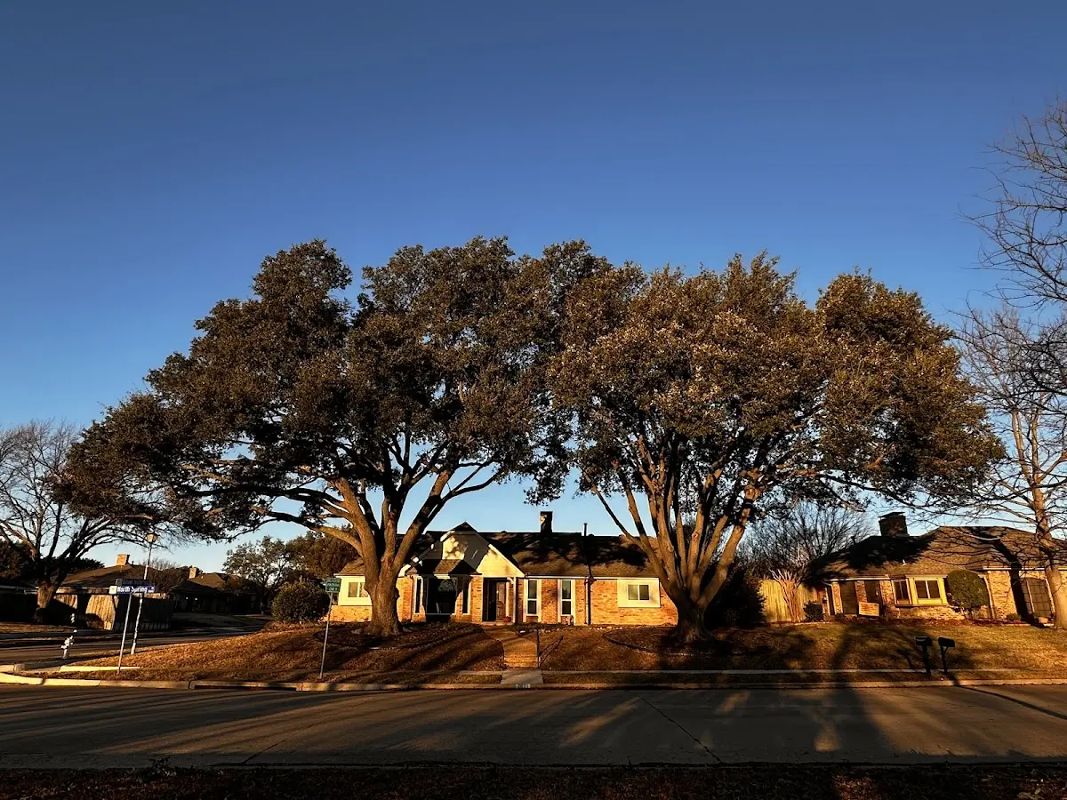 Established residential canopy tree shading a home in Westfield